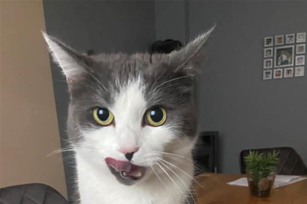 Ein Kater sitzt auf der Ruhr Nachrichten.