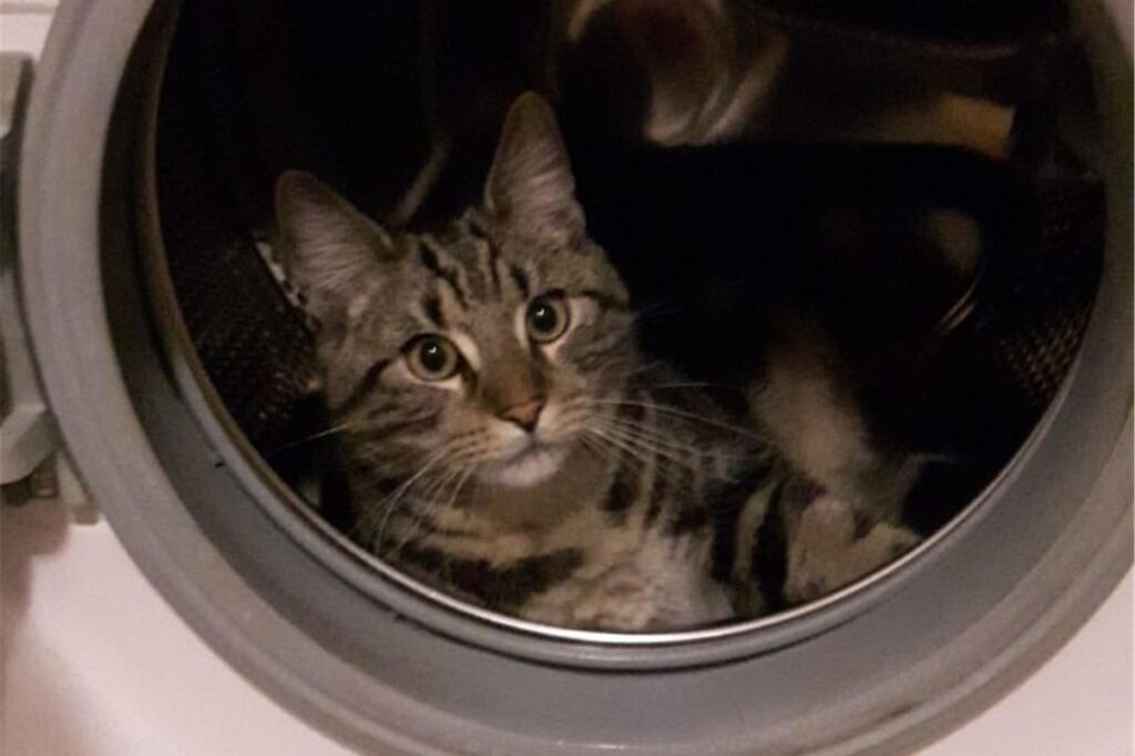 Ein Kater ist in einer Waschmaschine.