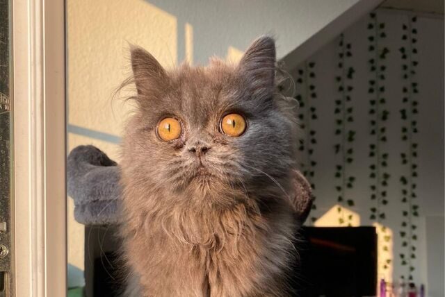 Katze