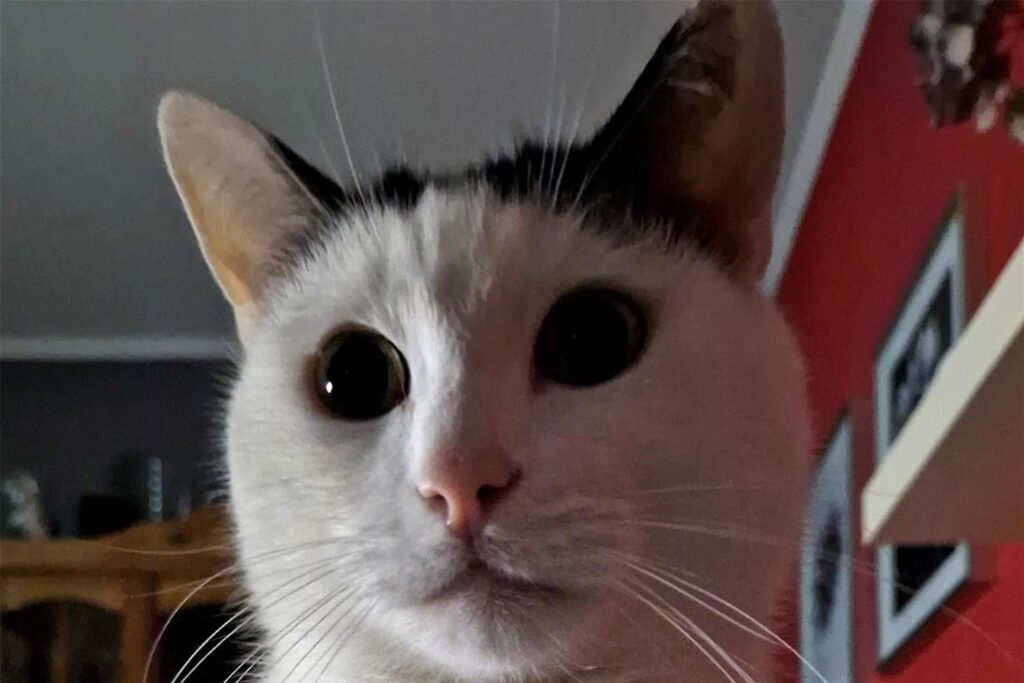 Ein schwarz-weißer Kater schaut in die Kamera.
