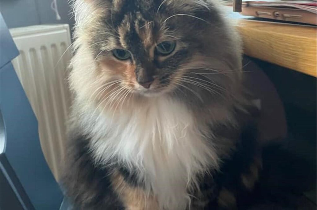 Eine Katze schaut gedankenverloren nach unten.