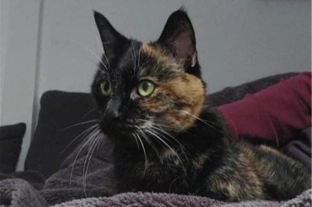 Eine schwarz-braune Katze schaut in die Ferne.