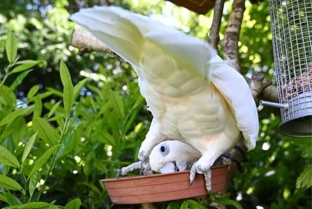 Vogel