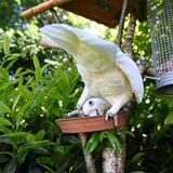 Vogel