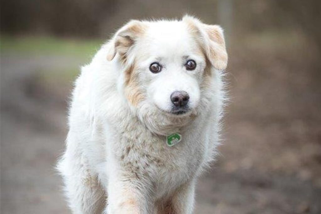 Ein Hund läuft.
