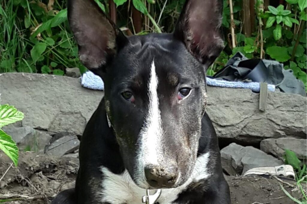 Ein Hund sitzt.