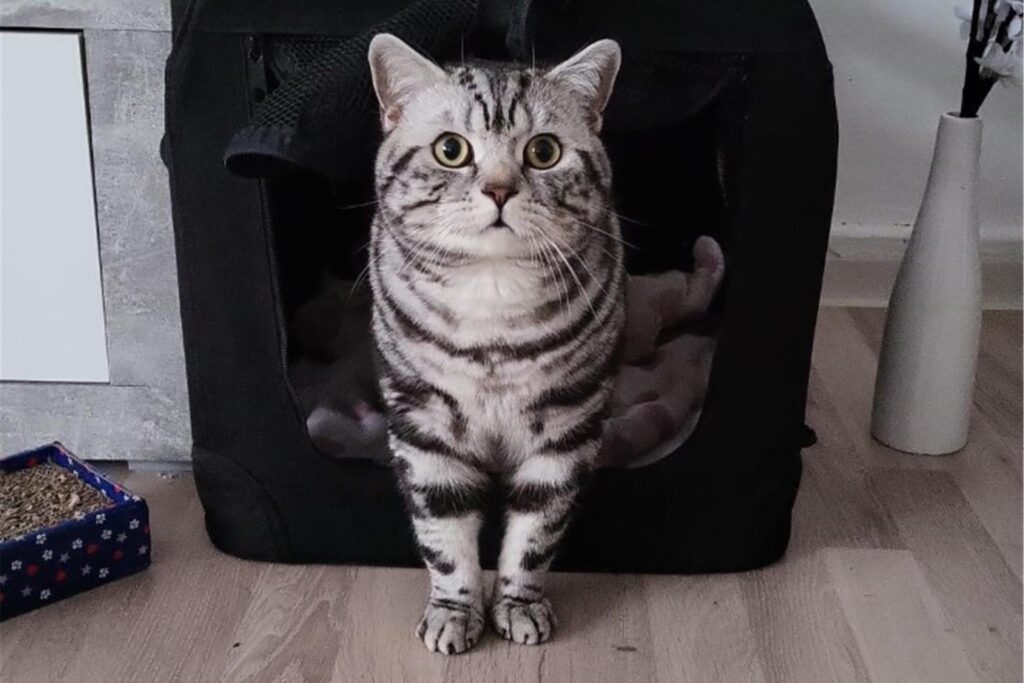 Eine British Kurzhaar Katze.