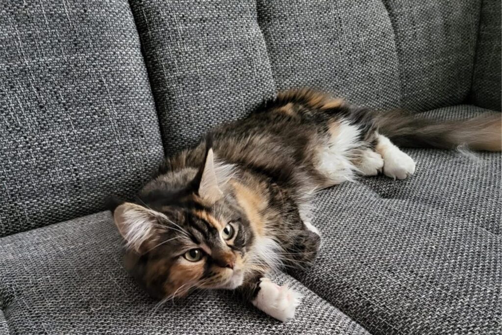 Eine Katze liegt auf dem Sofa.