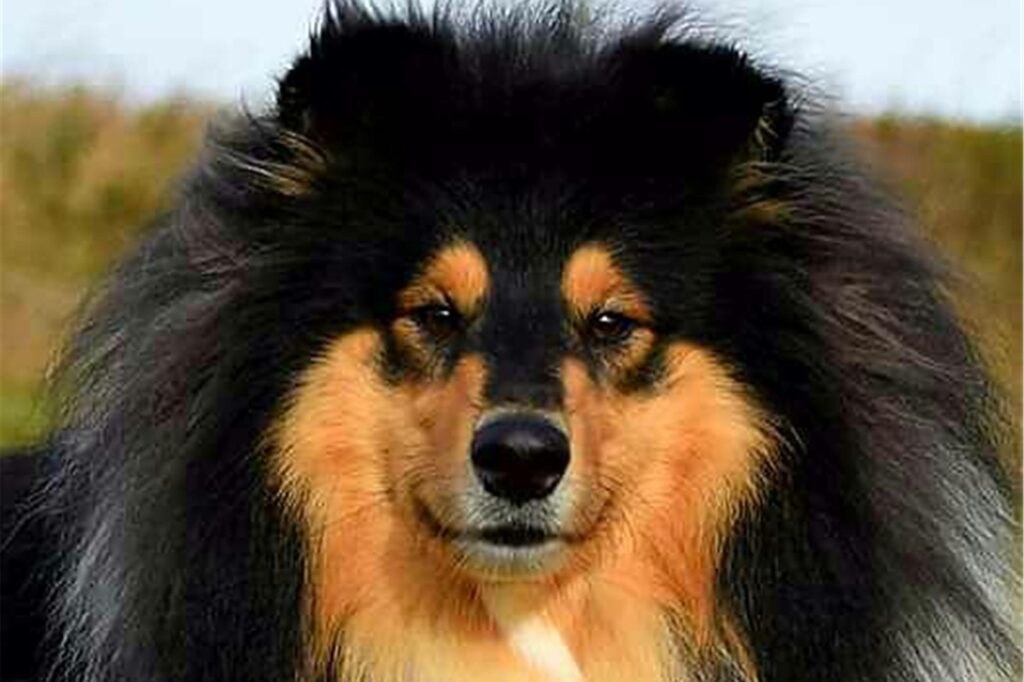 Hund schaut in die Kamera.