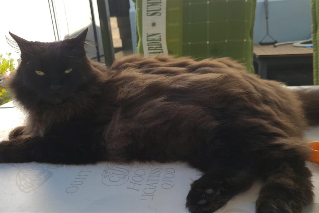Eine Katze liegt auf einem Tisch.
