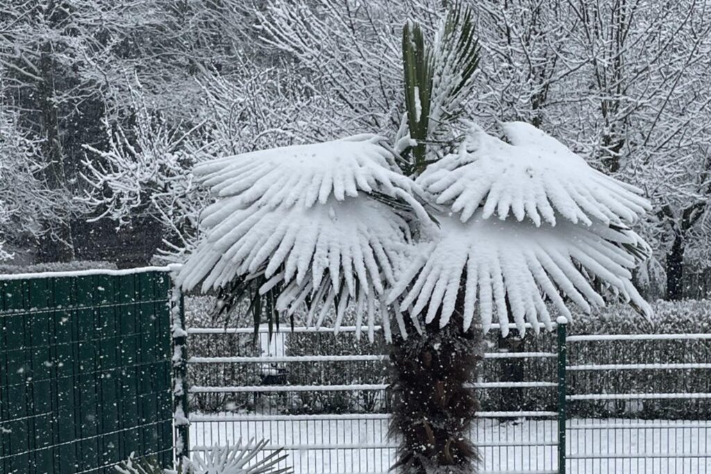 Auf dem Bild ist eine Palme im Schnee zu sehen.