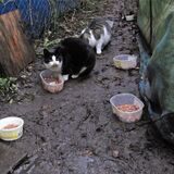 Auch Katzen und andere Tiere haben Hunger. In Lünen hat der Tierschutzverein erneut eine Bleibe für Tiere verloren.