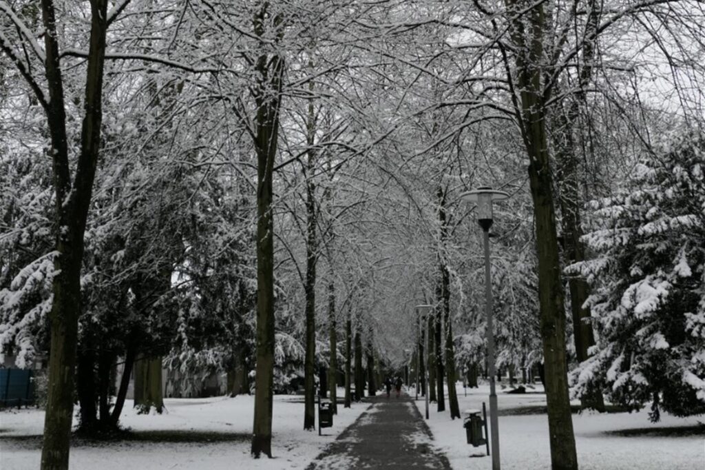 Ein Weg zwischen vielen Bäumen voller Schnee ist zu sehen.