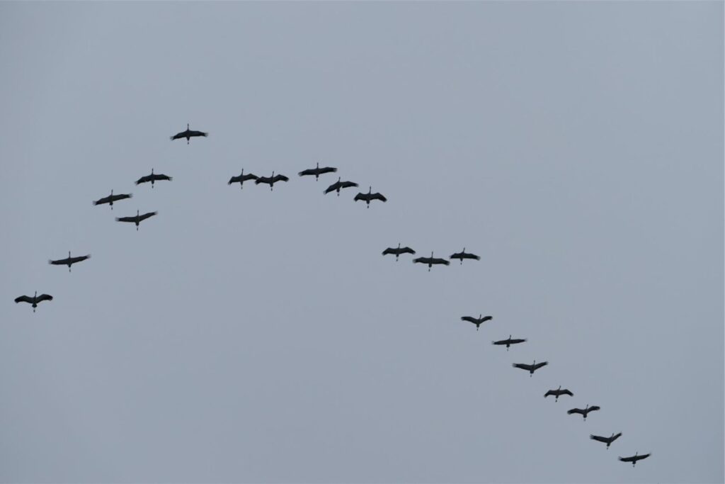Kraniche fliegen.