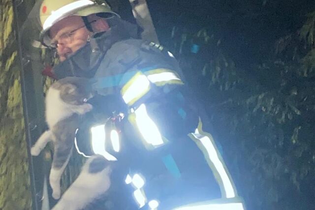 Feuerwehr in Langern hat am Sonntag eine Katze aus einem Baum gerettet.
