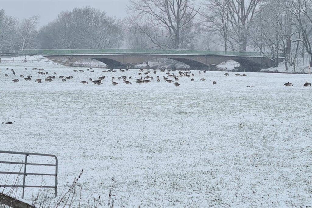 Zu sehen sind die Ruhrwiesen am Wellenbad in Geisecke.
