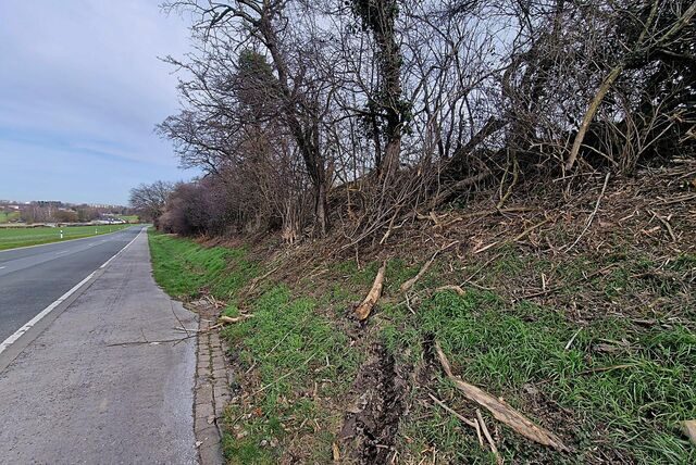 An der Türkenstraße wurden Sträucher zurückgeschnitten, obwohl die Brutzeit inzwischen begonnen hat.