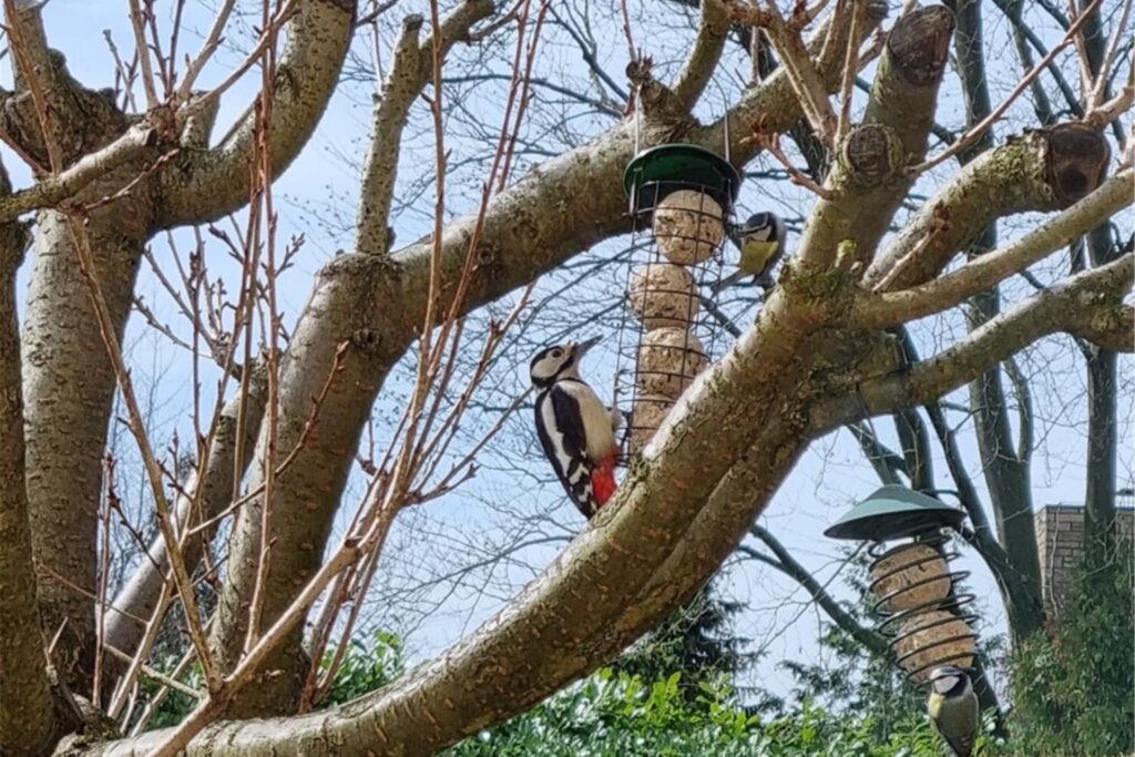 Zu sehen ist ein Buntspecht im Baum.