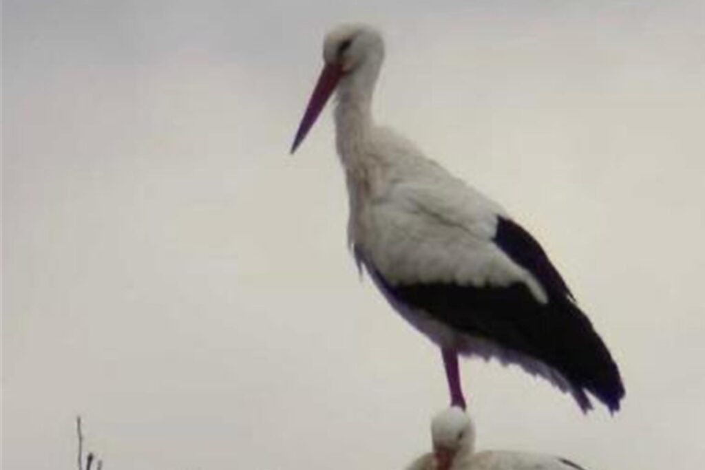 Zwei Vögel im Nest sind zu sehen.
