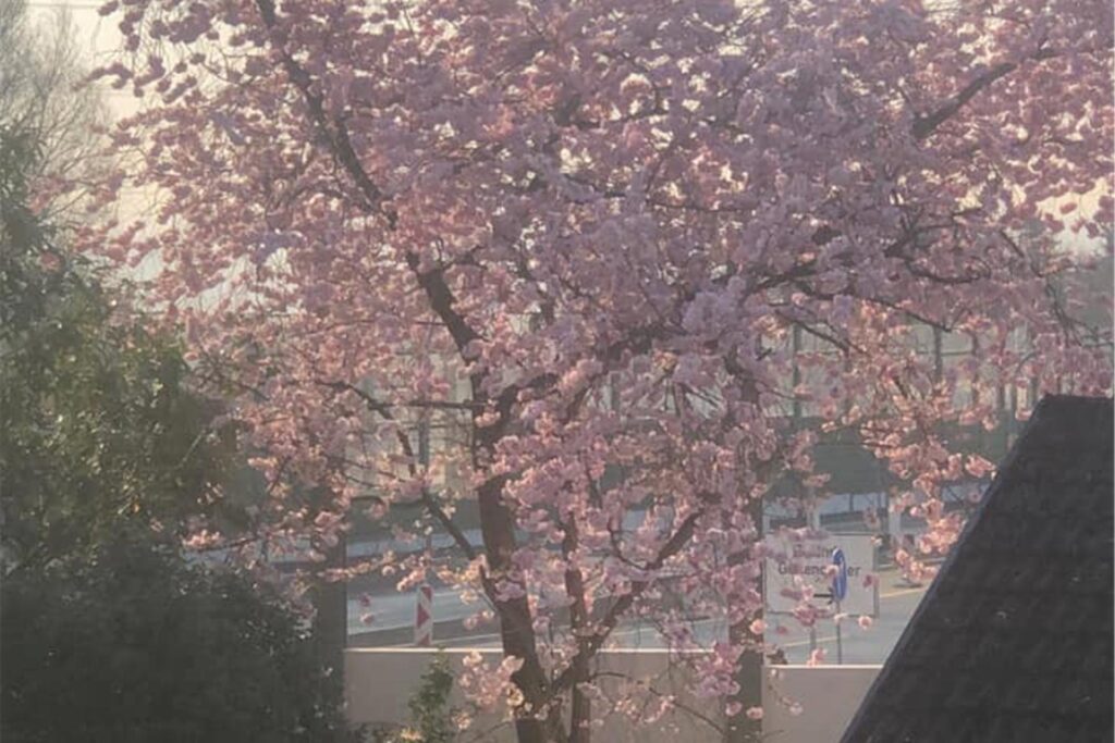 Ein blühender Baum steht vor der Schallschutzwand an der B236.