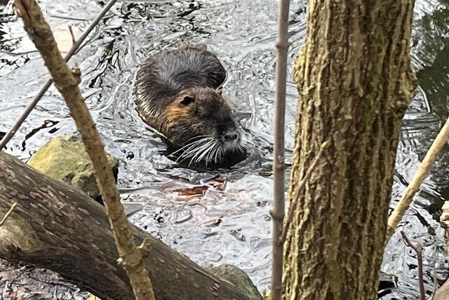 Eine Nutria im Fredenbaumpark.