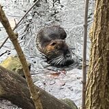 Eine Nutria im Fredenbaumpark.