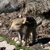 Ein wenige Tage alter Frischling neben einer Bache. Wildschweinmütter sind gerade mit ihrem Nachwuchs auf Nahrungssuche unterwegs.