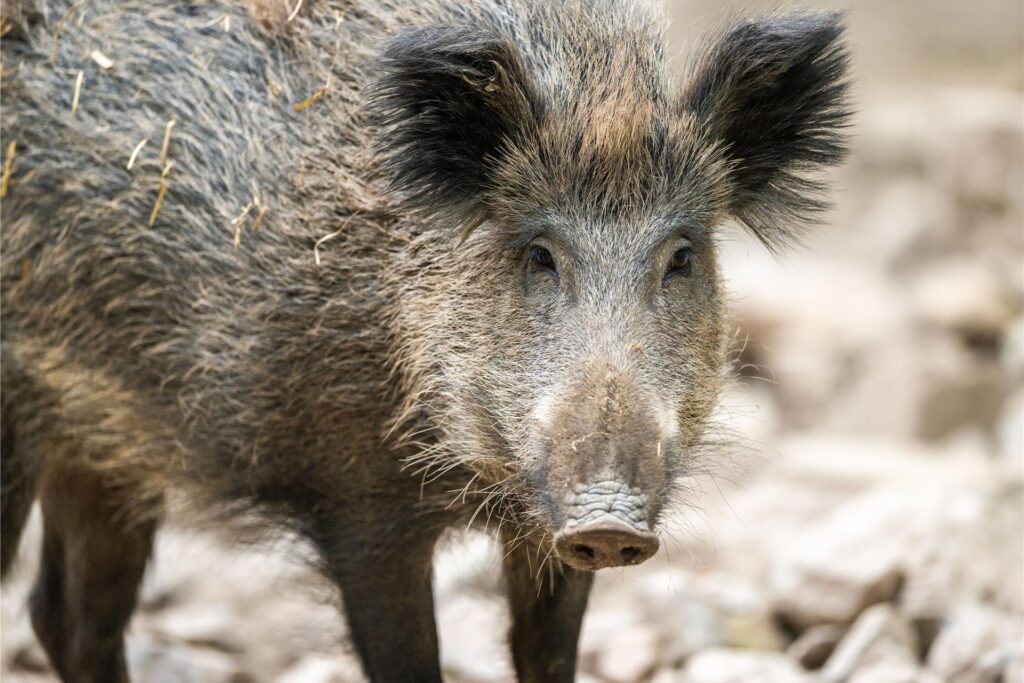 Begegnet man einem Wildschwein beim Spaziergang, lautet die Devise: „Gaaaanz ruhig bleiben!“ Begegnet man einem Wildschwein beim Spaziergang, lautet die Devise: „Gaaaanz ruhig bleiben!“