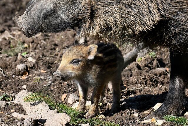 Ein wenige Tage alter Frischling neben einer Bache. Wildschweinmütter sind gerade mit ihrem Nachwuchs auf Nahrungssuche unterwegs.