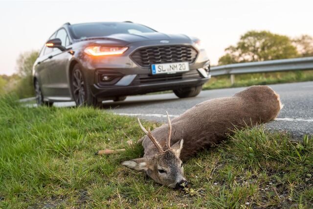Ein Hirsch wurde überfahren.