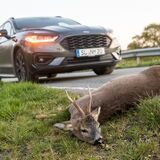 Ein Hirsch wurde überfahren.