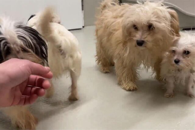 Einige der Hunde kurz nach ihrer Aufnahme ins Tierheim.