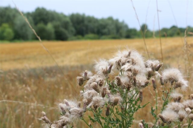 Ländliche Idylle am Jägerweg in Kamen