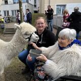 Die Bewohner der Seniorenresidenz in Selm zeigten sich begeistert vom Besuch der Alpakas aus Netteberge, hier schaut Betreiberin Sabrina Beckmann auf die Fütterung.