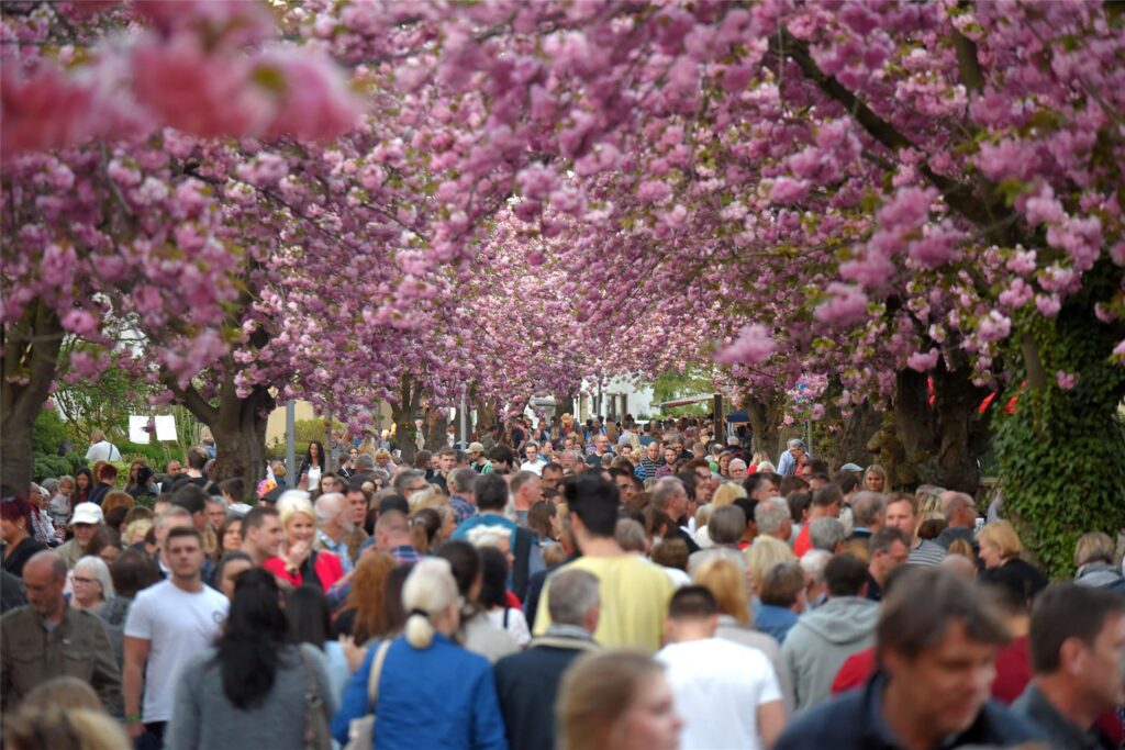 So müssen die Kirschblüten in der Graf-Diederich-Straße aussehen - dann klappt es auch mit dem Fest. Live-Musik und Zuckerwatte gibt es trotz der in der Stadt aufgestellten Plakate aber erst eine Woche später.
