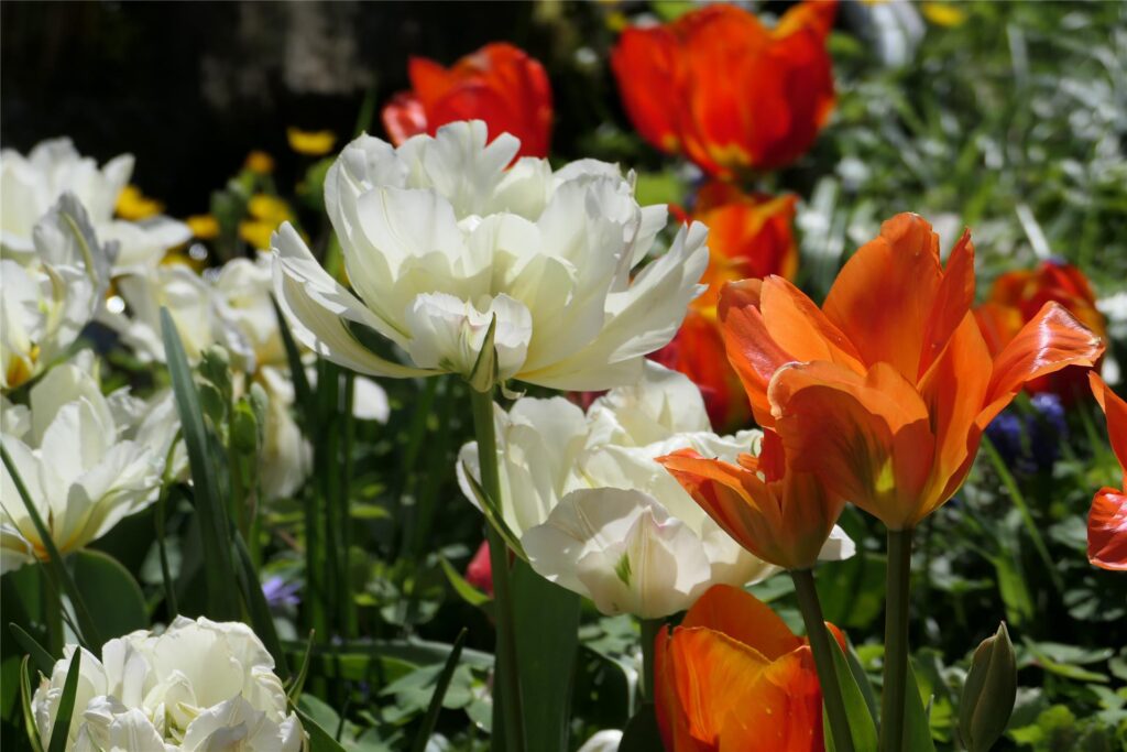 Die Blumenpracht im Garten von Ingrid Martini.