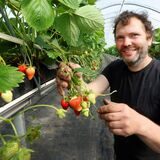 Ein Mann fasst an einen Strauch Erdbeeren. Er steht in einem Gewächshaus. (Archivbild)