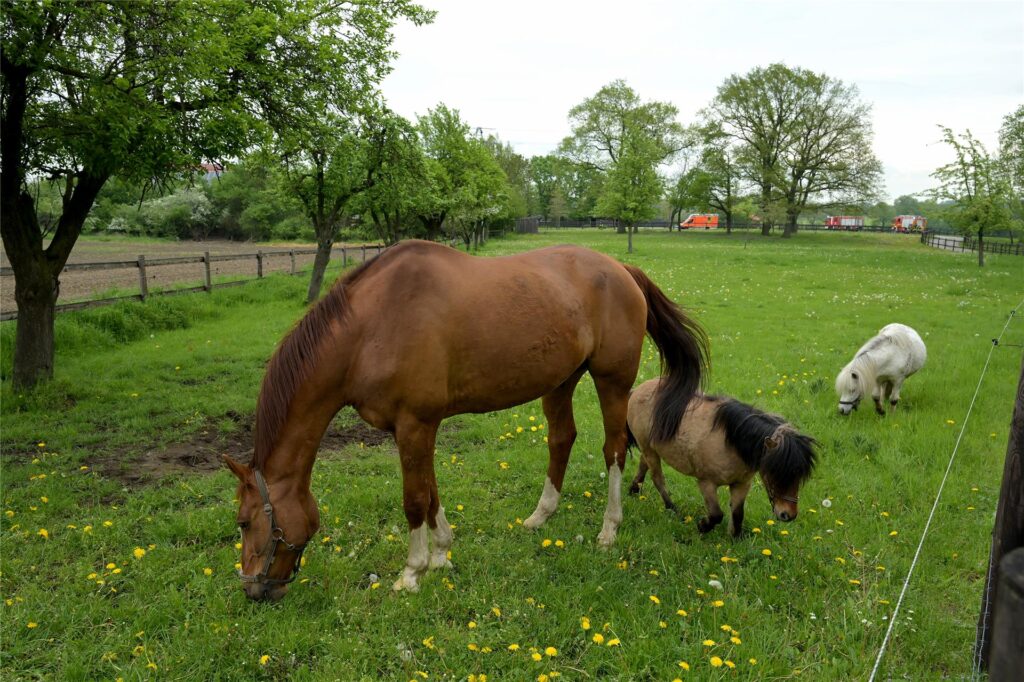 Weder Tiere noch Menschen sind bei dem Feuer auf dem Hof an der Werner Straße zu Schaden gekommen.