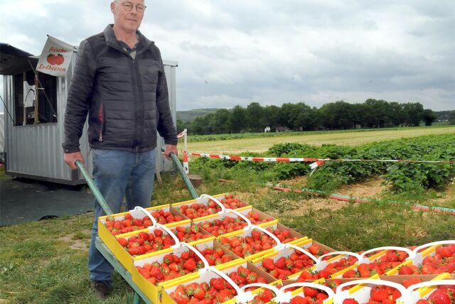 Erdbeeren in Holzen