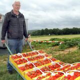 Erdbeeren in Holzen