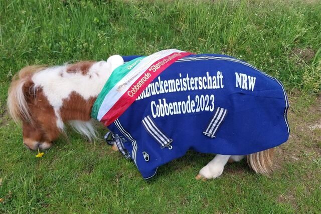 Pumuckel, das kleinste Pferd der Welt, steht auf der Wiese mit einer Gewinner-Schärpe.