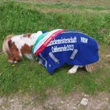 Pumuckel, das kleinste Pferd der Welt, steht auf der Wiese mit einer Gewinner-Schärpe.