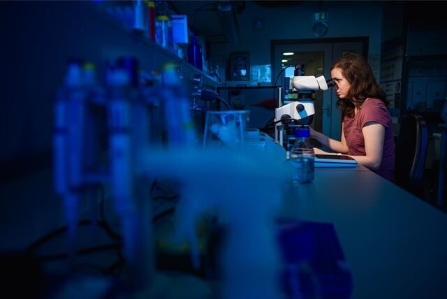 Eine wissenschaftliche Mitarbeiterin schaut während des CRISPR/Cas9-Verfahrens in einem Labor am Max-Delbrück-Centrum für Molekulare Medizin durch ein Stereomikroskop.