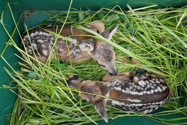 Zwei Kitze liegen, gepolstert im weichen Gras, in einer Pappkiste. Jedes Jahr retten Helfer auf diese Weise die Kitze vor dem sicheren Tod durch Mähmaschinen. Doch vorbeikommende Spaziergänger sind ein Risiko.