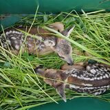 Zwei Kitze liegen, gepolstert im weichen Gras, in einer Pappkiste. Jedes Jahr retten Helfer auf diese Weise die Kitze vor dem sicheren Tod durch Mähmaschinen. Doch vorbeikommende Spaziergänger sind ein Risiko.