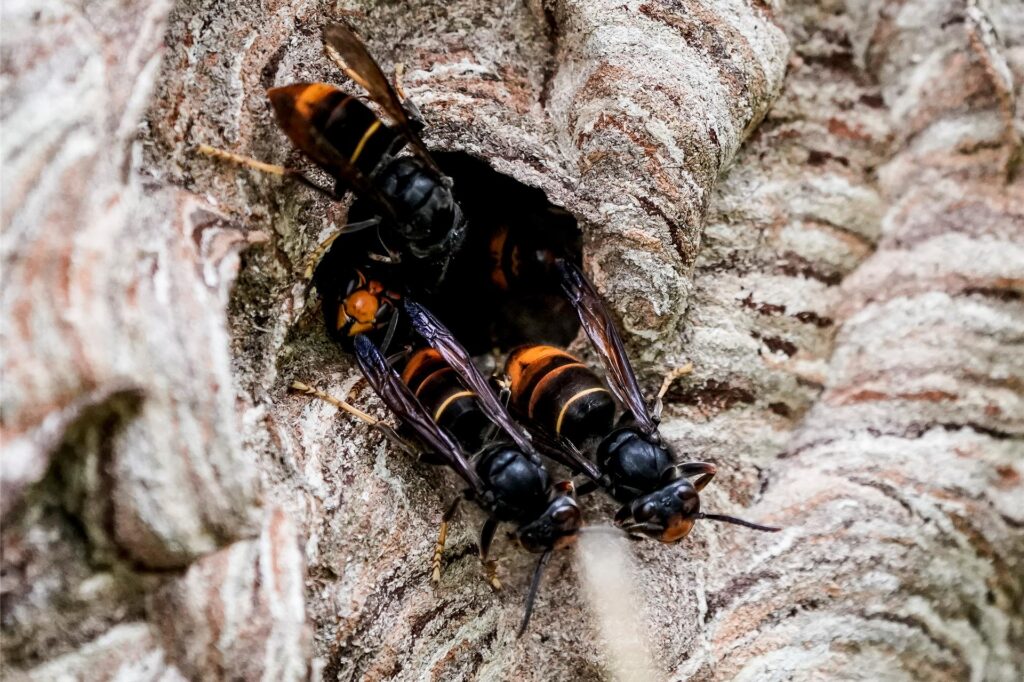 Asiatische Hornissen (Vespa velutina nigrithorax) sammeln sich an einem Ausgang ihres Nestes.