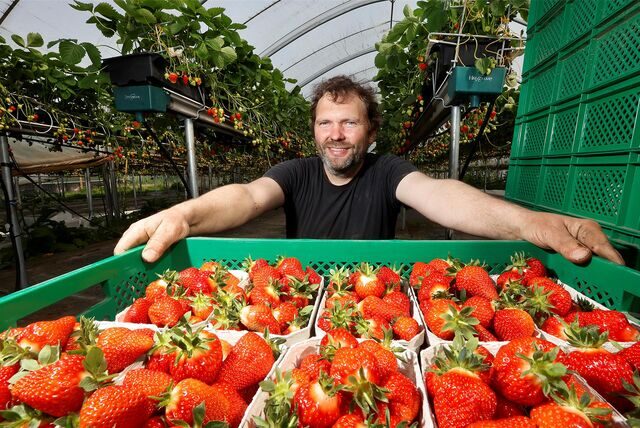 Landwirt Nils Henter mit seinen Erdbeeren.