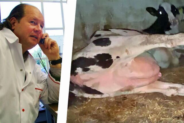 Unter anderem wegen mehrerer Fälle von Tierquälerei müssen sich Marco Mecke und zwei seiner Mitarbeiter vor Gericht verantworten.