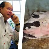 Unter anderem wegen mehrerer Fälle von Tierquälerei müssen sich Marco Mecke und zwei seiner Mitarbeiter vor Gericht verantworten.