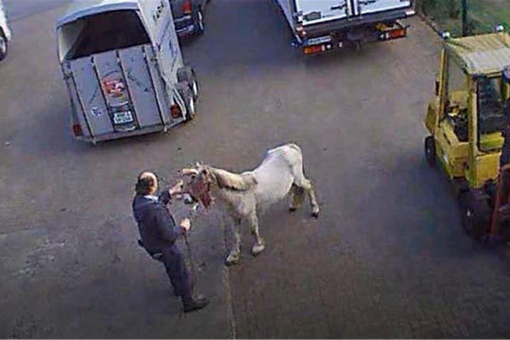 Firmenchef Marko Mecke vor einem abgemagerten Pferd, das die Augen verbunden hat. Firmenchef Marko Mecke vor einem abgemagerten Pferd, das die Augen verbunden hat.